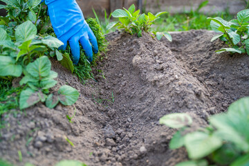 A woman's hand in a blue rubber glove mulches growing potatoes with freshly cut grass
