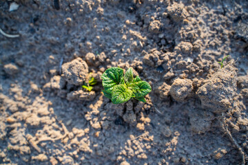 Young sprouted potato leaves on a vegetable garden bed, close-up