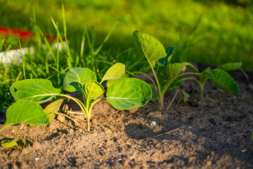 Young cabbage seedlings growing in a vegetable garden, close-up