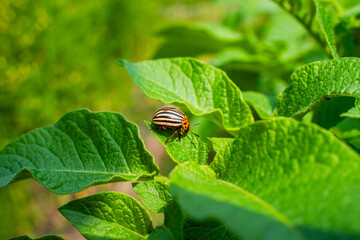 Colorado potato beetle on a potato leaf close-up on a sunny day. Colorado potato beetle eating...