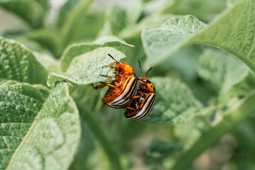 Colorado potato beetle on a potato leaf close-up on a sunny day. Colorado potato beetle eating potatoes
