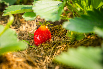Ripe red strawberries growing in a garden bed on a sunny day, close-up