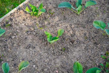Cabbage seedlings growing in the garden bed