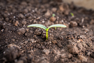Germ leaves of a sprouted cucumber on a bed in a greenhouse, close-up