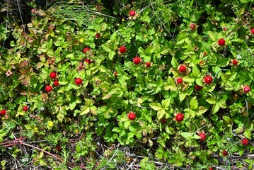 Indian strawberry (Potentilla indica) berries. Rosaceae perennial plants. They creep along the...