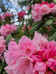Colorful Rhododendron