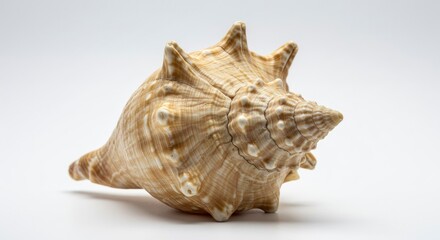 Elegant Seashell: A Detailed Study in Creamy Hues