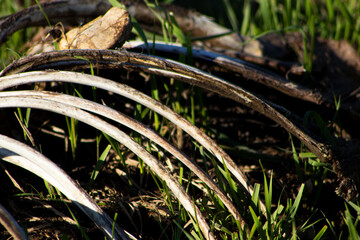 Animal skeleton with ribs in the green grass