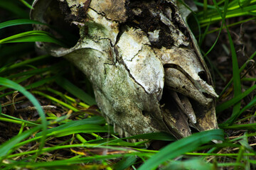 Old goat skull in the green grass