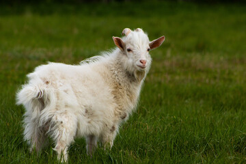 Obraz premium White young goat on the green meadow