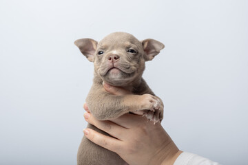 Close-up of adorable brown puppy held gently in hands on light background. taking care of pets. Cute brown puppy with blue eyes being gently held in hands, concept of love and pets