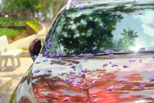 pink petals of a flowering tree on the hood of a red car