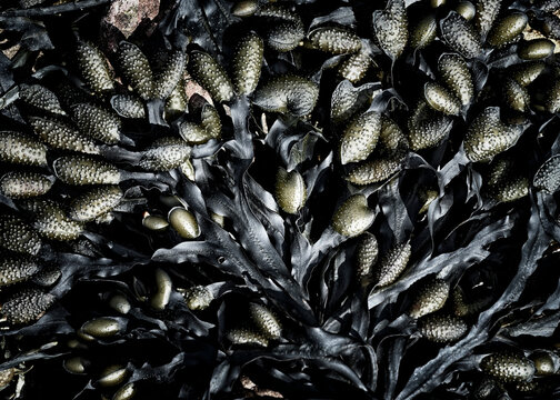 Close-up of mussels and seaweed in Pembrokeshire, Wales