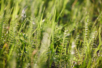 Close-up of vibrant green grass basking in sunlight