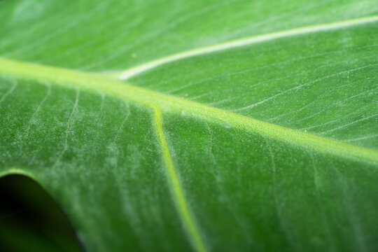 Close up view of a fresh green leaf with natural texture and water droplets