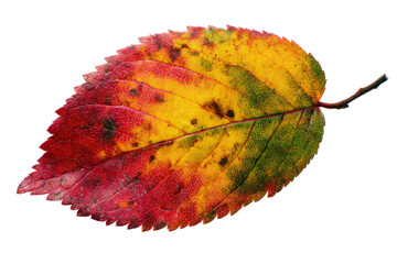 Colorful Autumn Leaf with Intricate Veins on Transparent Background