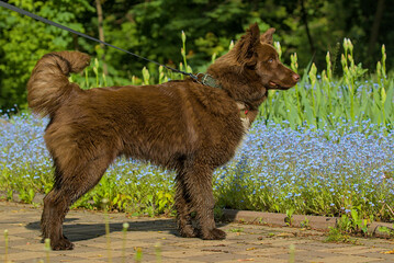 A Mudi stands alert on a garden path lined with tiny blue flowers. Its thick chocolate coat gleams in the sun. The dog&rsquo;s curled tail and focused gaze show its natural energy.