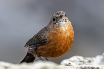 Australian Rock Warbler