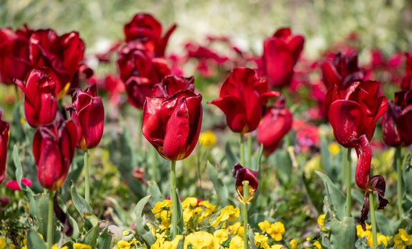 Field of colorful tulips, many red flowers. Field of spring flowers. Tulip field Red tulips, yellow tulips, pink flowers.