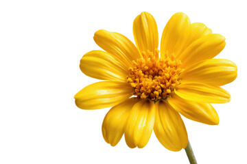 Radiant Yellow Arnica Flower Close Up on Transparent Background