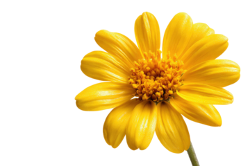Radiant Yellow Arnica Flower Close Up on Transparent Background