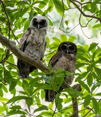 A beautiful photo of a female Brown Wood owl along with her cheek in the middle of the jungle.