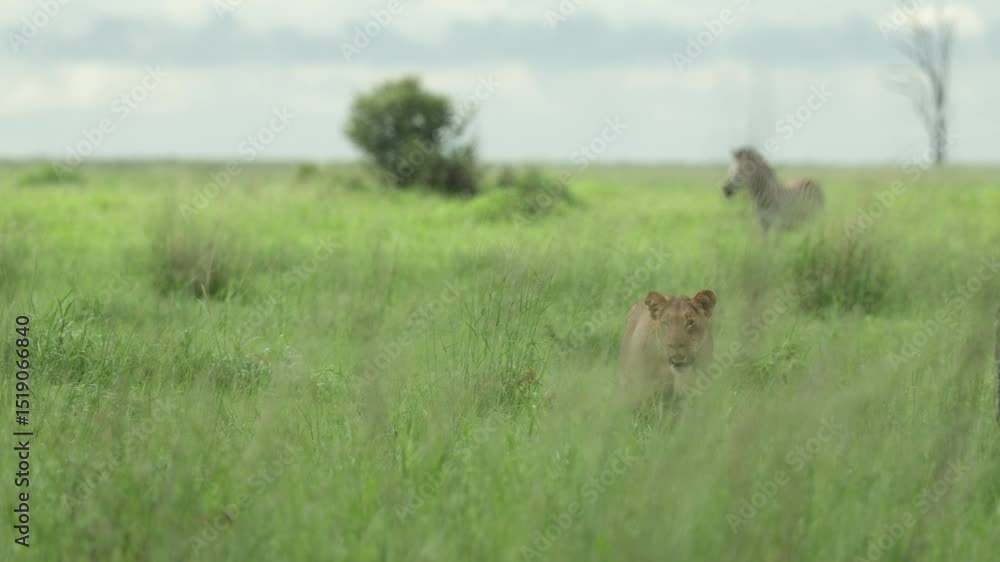 Poster wide shot of a lone lioness walking towards the camera while a zebra is standing far in the backgrou