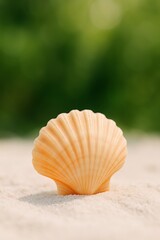 Close up of a scallop shell on a sandy surface with a blurred green background creating a soft focus scene