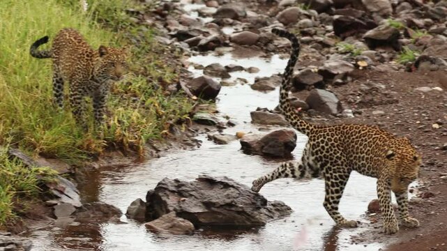 Two leopard cubs chasing each other through a stream of water on a rainy day, Mashatu Game Reserve.