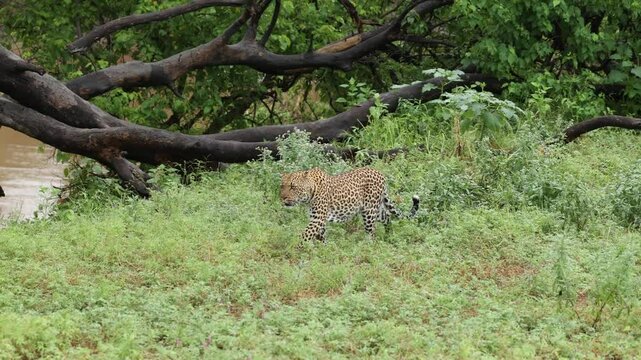 Panning shot of an African leopard patrolling and marking its territory, Mashatu Game Reserve.
