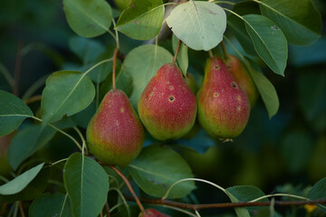 Fresh pears hanging on a tree branch during late summer in a lush garden