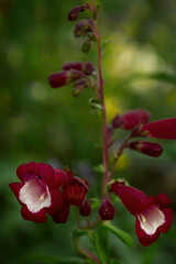 Bright red flowers bloom in a lush garden setting during the warm afternoon light