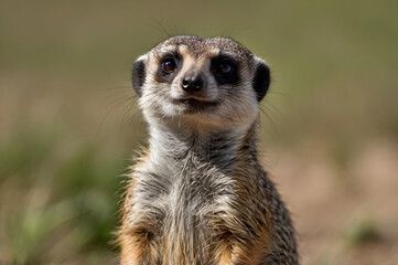 meerkat on the lookout