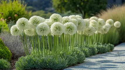 Beautiful garden scene featuring decorative allium flowers along a gravel path