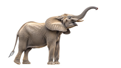 Young elephant in profile, vocalizing