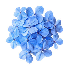 Delicate, light blue flowers clustered together