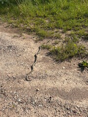 grass snake on a sandy road