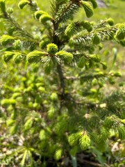 spruce, young shoots of spruce, young spruce tree