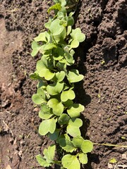 radish, radish in the garden, radish sprouts, radish sprouts in the garden
