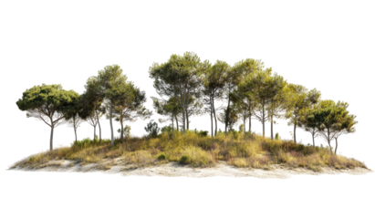 Lush forest atop a dry hill