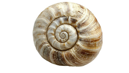 Spiral shell, intricate patterns