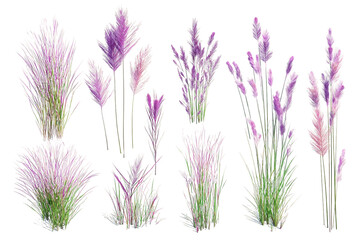 Naklejka premium Seven Purple and Green Plants with Transparent Background, PNG