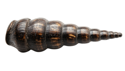 Dark, spiraled shell