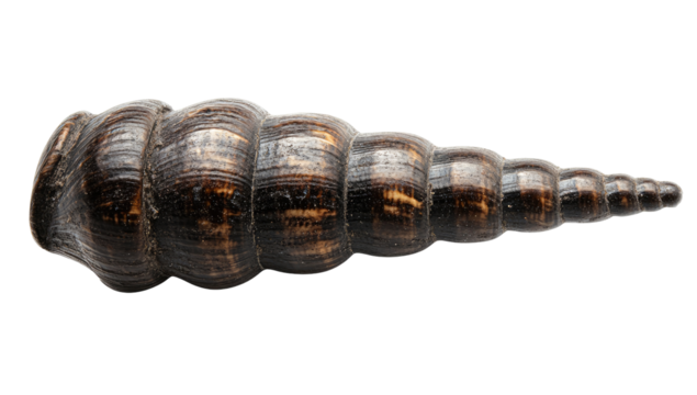 Dark, spiraled shell