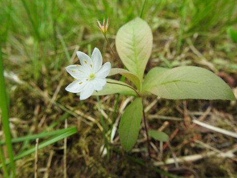 Ein Siebenstern Lysimachia auf einer gr&uuml;nen Wiese mit voll ge&ouml;ffneter Bl&uuml;te, Nahaufnahme