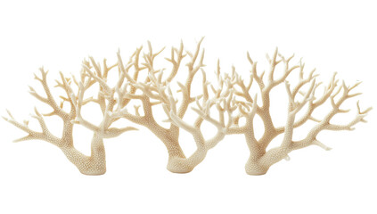 Fototapeta premium Detailed coral branches