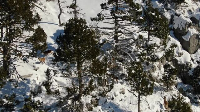 In winter, on a snow-covered high mountain, among cedar trees, a group of wild goats walking on rocky terrain. Capra aegagrus.