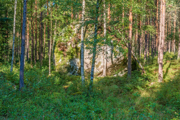 Obraz premium Glacial erratic rock in a pine forest
