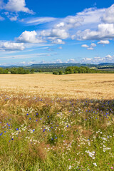 Obraz premium Flowering Cornflower and Chamomile by a field