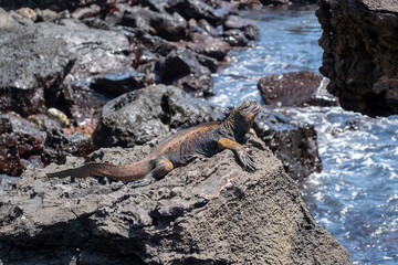 Marine iguana resting on rocks by the ocean, Galapagos